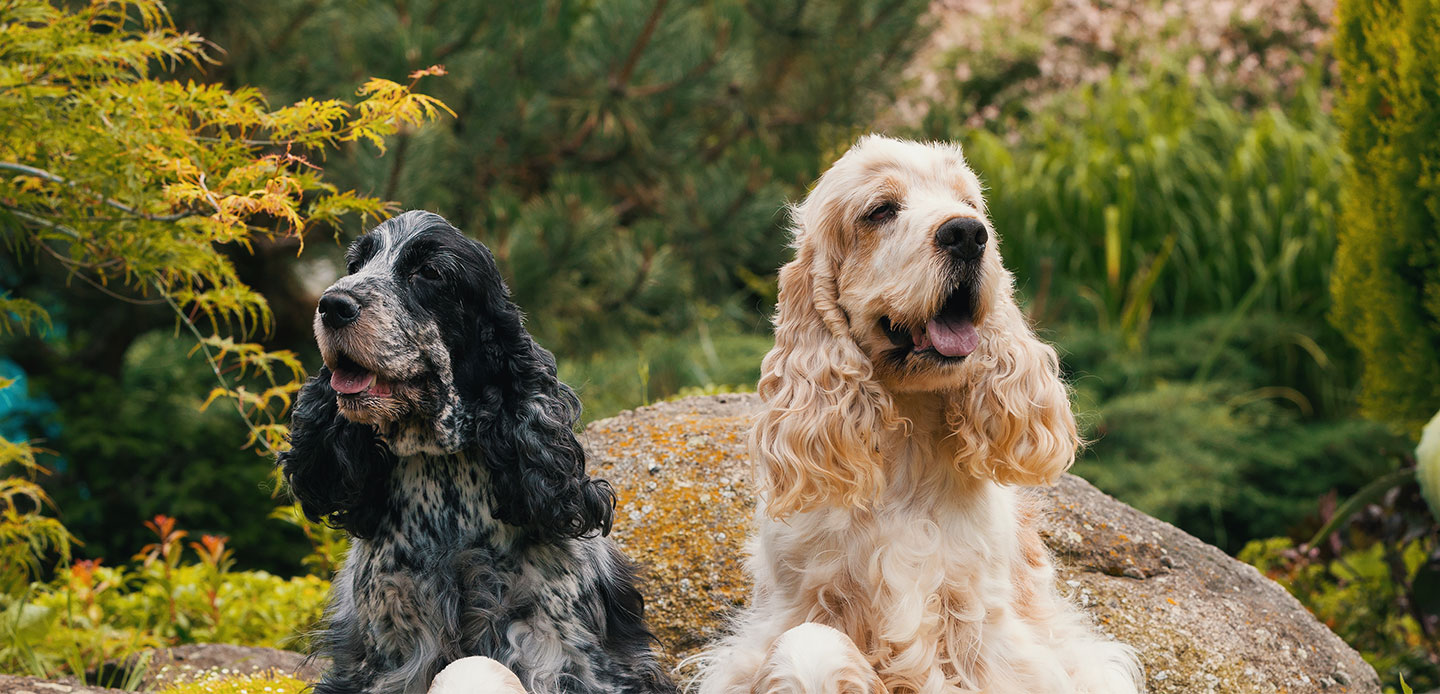 Empreintes - Services Funéraires Animaliers